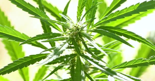 Images Gros Plan Une Plante Cannabis Buisson Marijuana — Video