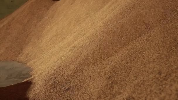 Close Footage Rice Paddy Crops Ready Milling Process — Stock videók