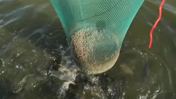 Asian Farmer Feeding Fish Farming Industry — Stockvideo
