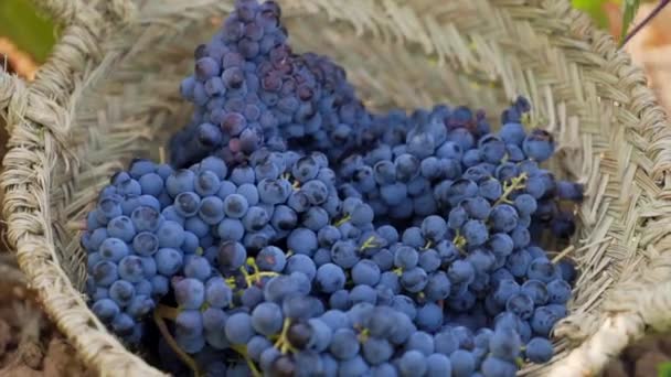 Hands Gently Placing Bunches Grapes Basket Close — Stockvideo