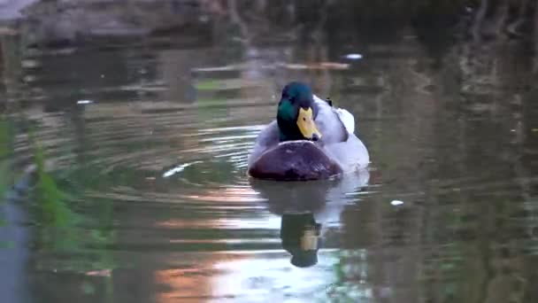 Duck Floating Reflected Water Calmly Cleaned — Vídeo de stock