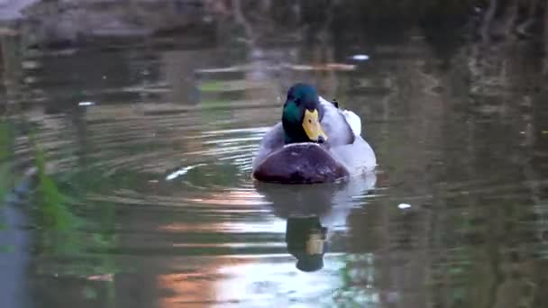 Утка Плавает Отражается Воде Спокойно Очищается — стоковое видео