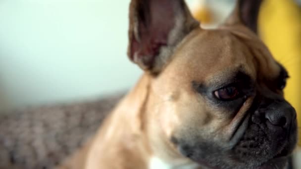 Potrait Shot Cute Young Bulldog Face Sitting Indoor Couch Close — Video Stock