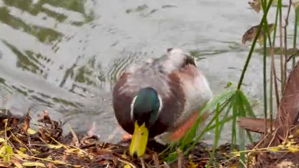 Duck Nimbly Emerging Water Splashing Water — Stockvideo
