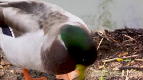 Duck Trembles Shakes Water Lake Which Just Came — Stock video