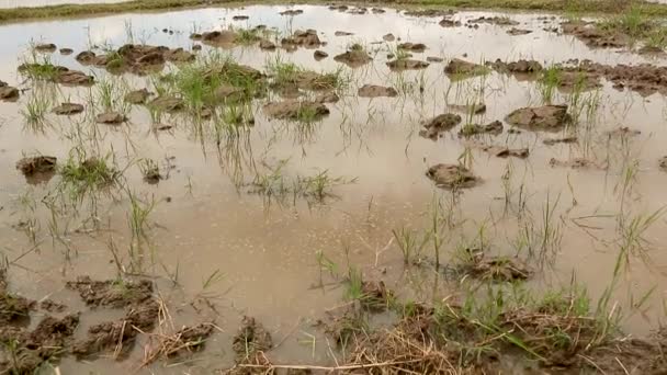 Muddy Land Some Rice Paddy — Stockvideo