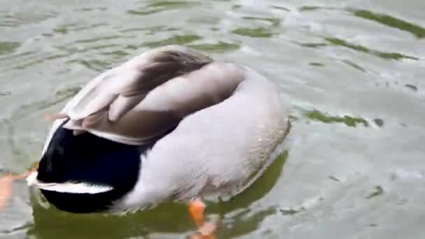 Duck Sticking Head Water Ass Out Repeatedly — Stock Video