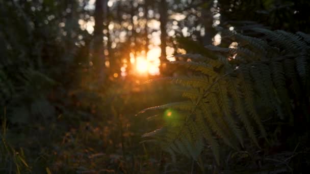 Close Ferny Plant Forest Sun Shining Background Sunrise Cinematic Shot — Vídeos de Stock