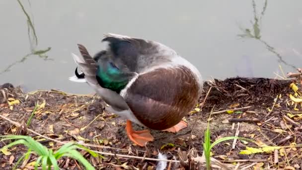Duck Just Out Water Cleans Itself Its Beak Ground — Stockvideo