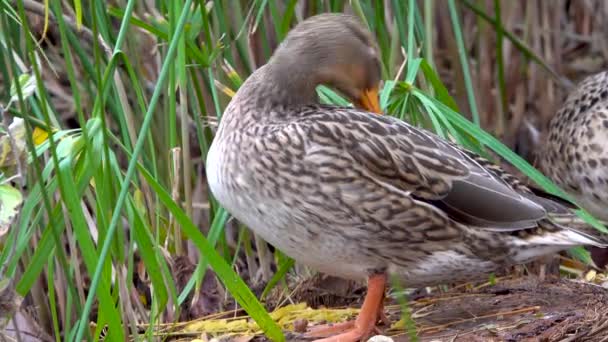 Duck Profile Ground Surrounded Vegetation Accompanied Another Duck Background — Stock video