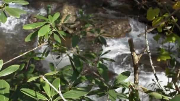 Plants Focus Riverbank Mountain Stream Flows 60Fps — Vídeo de Stock