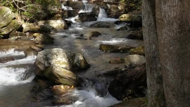 Clear Water Flows Downstream Forest Tree 60Fps — Vídeos de Stock