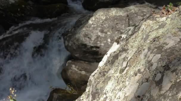 Mossy Stone River Stream Rushes Background 60Fps — Stockvideo