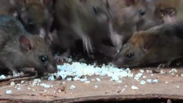 Close Wild Rats Chipmunk Feeding Cooked Rice Handheld — Stock videók