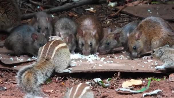 Handheld Shot Rats Chipmunks Feeding Cooked Rice — Stock video
