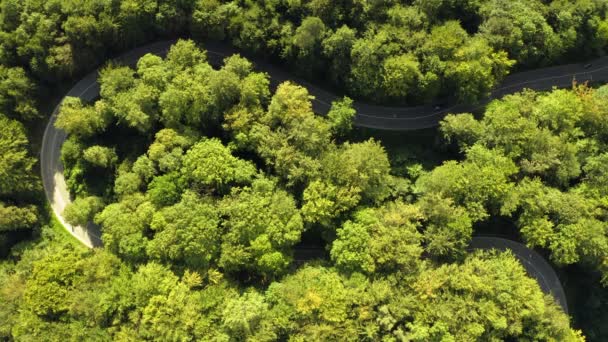 Aerial Top Shot Turn Curve Green Forest Cars Filmed Driving — Wideo stockowe