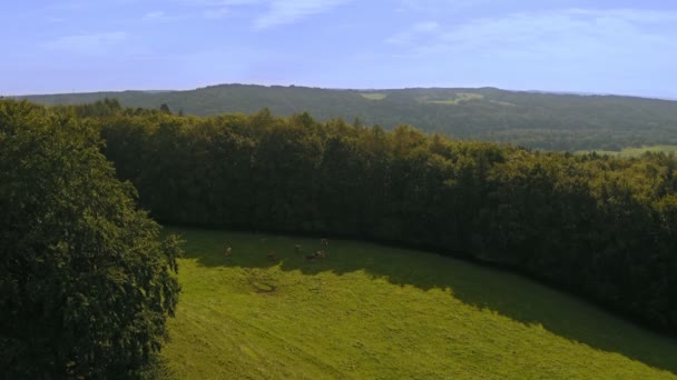 Aerial Crane Shot Flying Green Meadow Wide Forest Aera Blue — Vídeo de stock