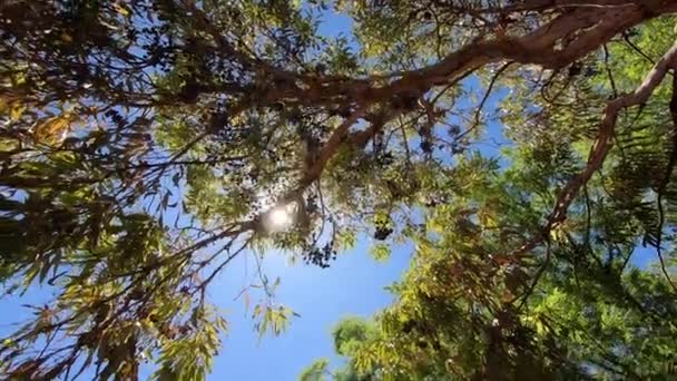 Sluneční Paprsky Proudí Stromy — Stock video