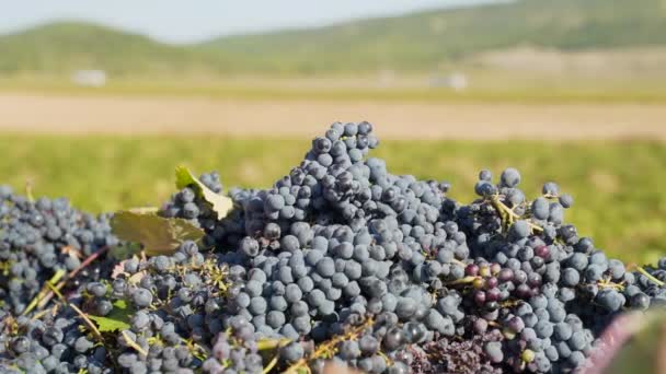 Bunches Red Grapes Piled Harvest Close — Stock videók