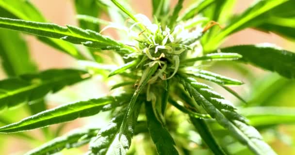 Close Marijuana Plant Legalization Growing Cannabis Hemp Cbd Oil Production — Video