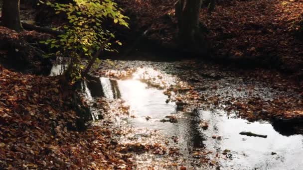 Cute Little Forest Stream Leaves Amidst Orange Brown Autumn Woodland — Stockvideo