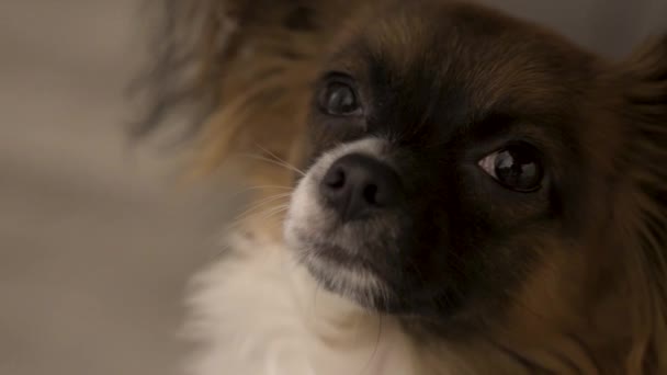 Slep Little Puppy Dog Chihuahua Havanese Mix — kuvapankkivideo