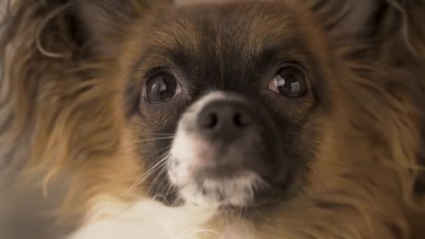 Close View Brown White Chihuahua Havanese Mix Puppy Dog Looking — kuvapankkivideo