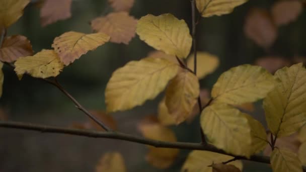 Yellow Golden Autumn Leaves Tree Branch Close Panning Shot — Vídeos de Stock