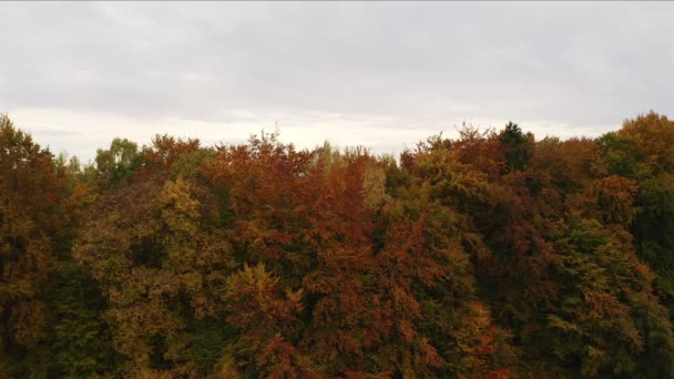 Lanzamiento Disparo Dron Desde Detrás Árbol Color Otoñal Hasta Vista — Vídeo de stock