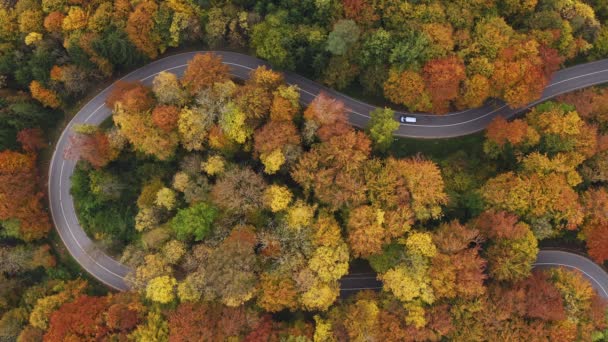 Two Transporter Driving Serpentine Street Framed Colorful Trees Forest Captured — 图库视频影像