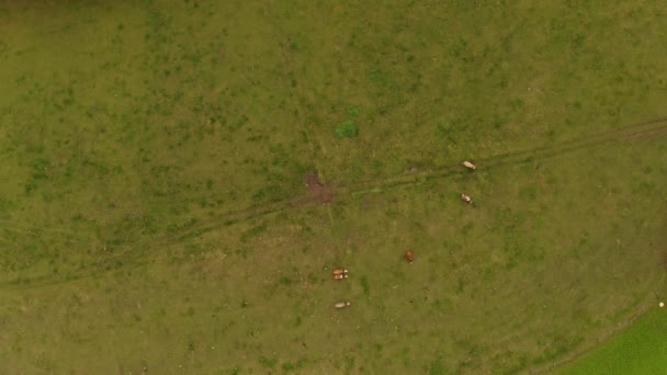 Cows Green Meadow Filmed Drone — Video Stock