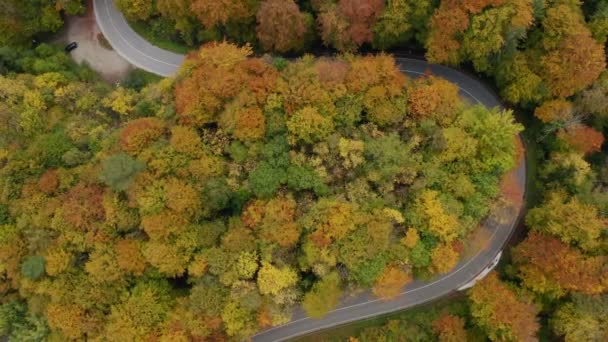 Zoom Out Drone Footage Autumn Colored Forest Car Driving Curves — Stock Video