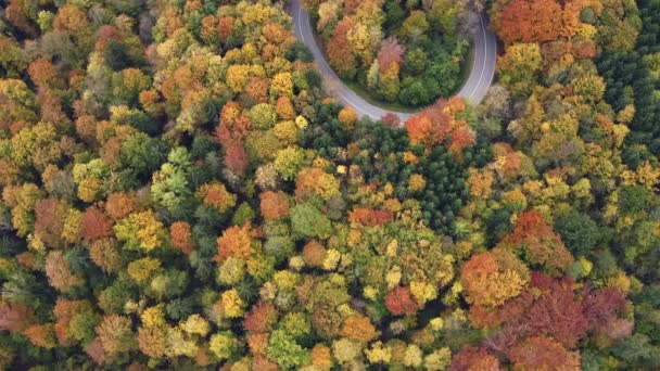 Flying Forward Drone Shot Blooming Forest Curvy Road Surrounded Wonderful — 图库视频影像