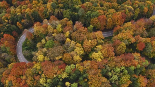 Flight Drone Beautiful Autumn Colored Forest Driving Cars Curvy Street — Stock Video