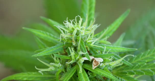 Close Marijuana Plant Legalization Growing Cannabis Hemp Cbd Oil Production — Video