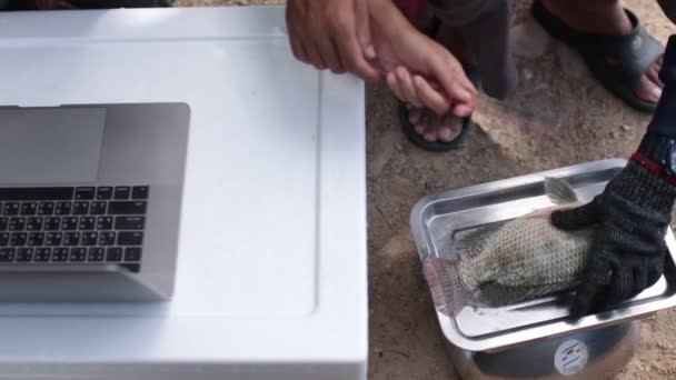 Farmer Measuring Size Nile Tilapia Fish Recording Statistic Laptop — Stock video