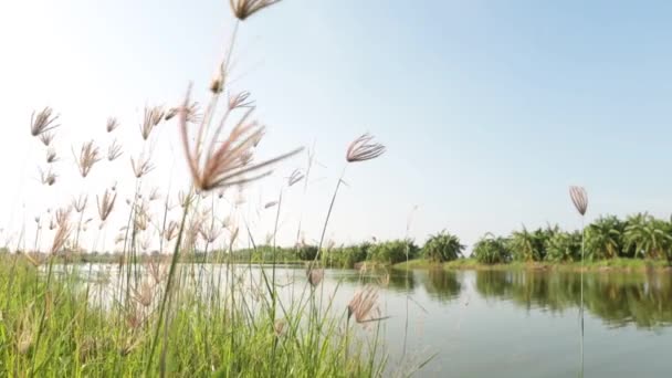 Nahaufnahme Von Grasblumen Die Neben Dem Fluss Wind Wehen — Stockvideo