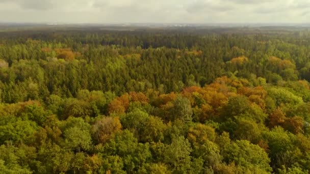 Bird Flying Camera While Drone Looking View Beauty Autumn Colored — Stok video