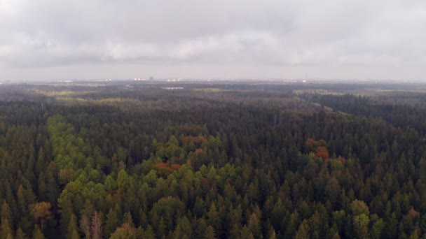 Sunlight Shadows Treetops Autumn Colored Forest Bavarian Metropole Munich Backgrund — Vídeo de stock