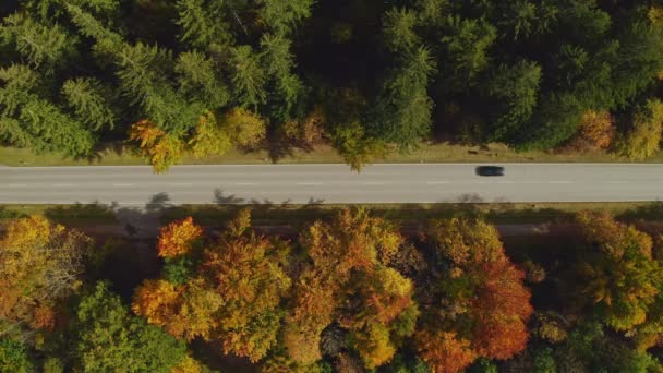Top View Straight Road Driving Cars Surrounded Autumn Colored Forest — 图库视频影像
