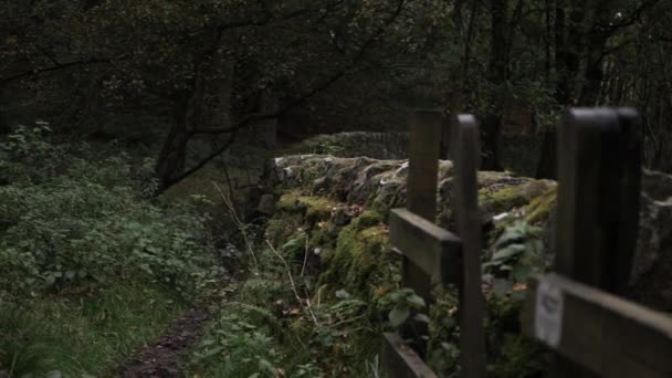 Вудланд Йоркшире Мхом Покрытые Каменной Стеной Пейзаж Панорамный Снимок — стоковое видео