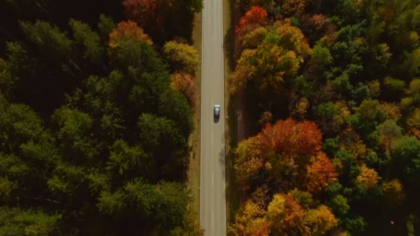 Autumn Colors Look Aerial Shot Driving Car Wide Forest Sunny — 图库视频影像