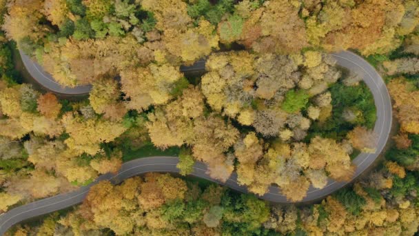 Timelapse Driving Cars Very Tight Serpentine Curve Fall Colored Trees — ストック動画