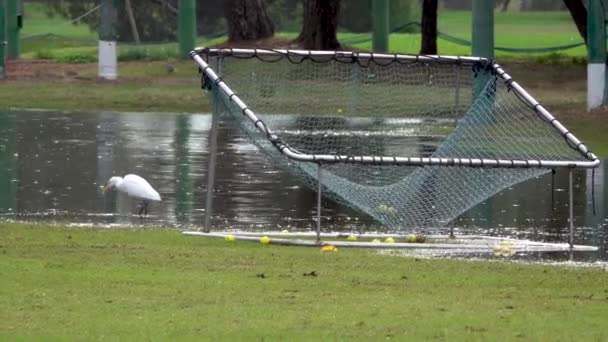 Heron Eating Golf Course While Rains Driving Range Marked Distances — Video Stock