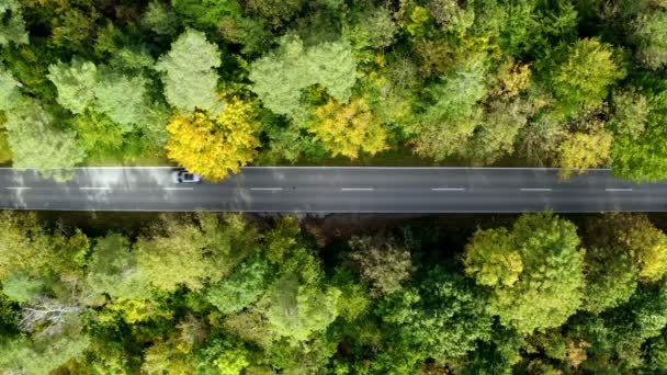 Aerial Top View Straight Part Road Leading Green Forest Summertime — 图库视频影像