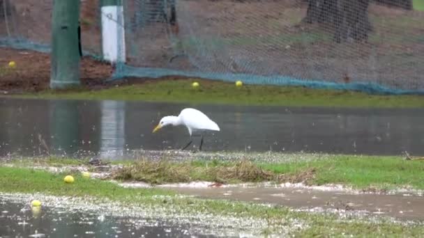 Heron Eating Golf Course While Rains Driving Range Flooded Cold — Video Stock