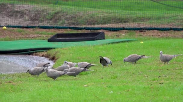 Plague Pigeons Eating Practice Area Golf Course — ストック動画