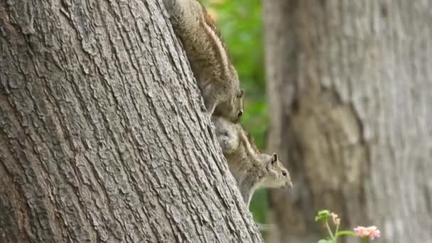 Gimbal Shot Chipmunks Grooming Each Other Shallow Focus — Stockvideo