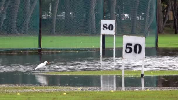 Garza Comiendo Campo Golf Mientras Llueve Campo Prácticas Con Distancias — Vídeos de Stock