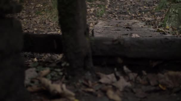 Muddy Wooden Stile Pathway Countryside Woodland Low Zoom Shot — Video